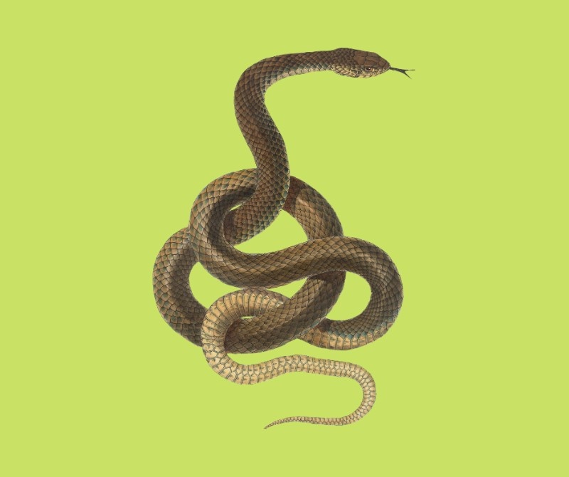 Mơ rắn cắn chân là tốt hay xấu?